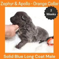 AKC Blue LH - ZA Orange, a male German Shepherd Dog for sale in Princeville, IL – Photo 2 of 3