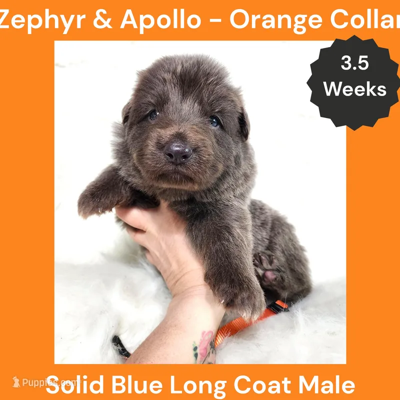 AKC Blue LH - ZA Orange – German Shepherd Dog puppy for sale in Princeville, IL