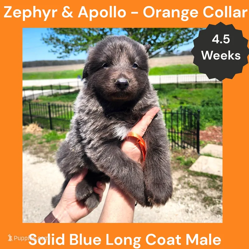 AKC Blue LH - ZA Orange – German Shepherd Dog puppy for sale in Princeville, IL