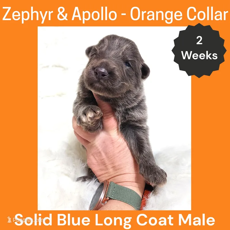 AKC Blue LH - ZA Orange – German Shepherd Dog puppy for sale in Princeville, IL