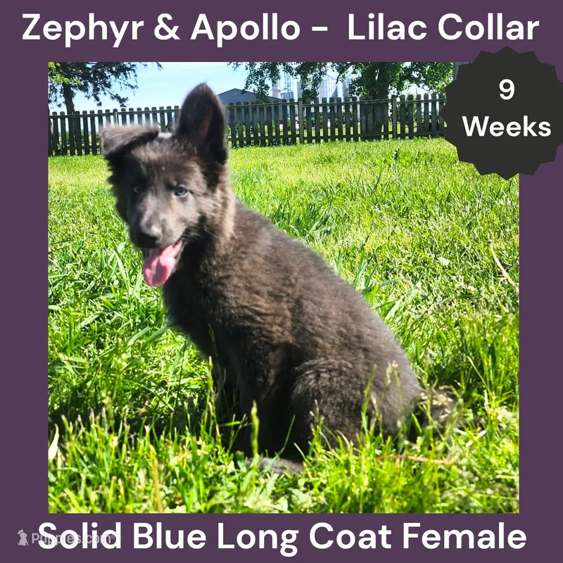 AKC Blue LH - ZA Lilac  – German Shepherd Dog puppy for sale in Princeville, IL