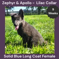 AKC Blue LH - ZA Lilac , a female German Shepherd Dog for sale in Princeville, IL – 1 of 8