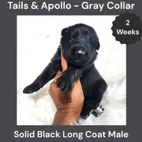 AKC Black Long Coat - TA Gray, a male German Shepherd Dog for sale in Princeville, IL – 1 of 3
