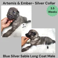 AKC Blue Silver Sable Long Coat - AE Silver, a male German Shepherd Dog for sale in Princeville, IL – 4 of 5