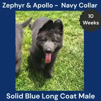 AKC Blue LH - ZA Navy, a male German Shepherd Dog for sale in Princeville, IL – 5 of 10