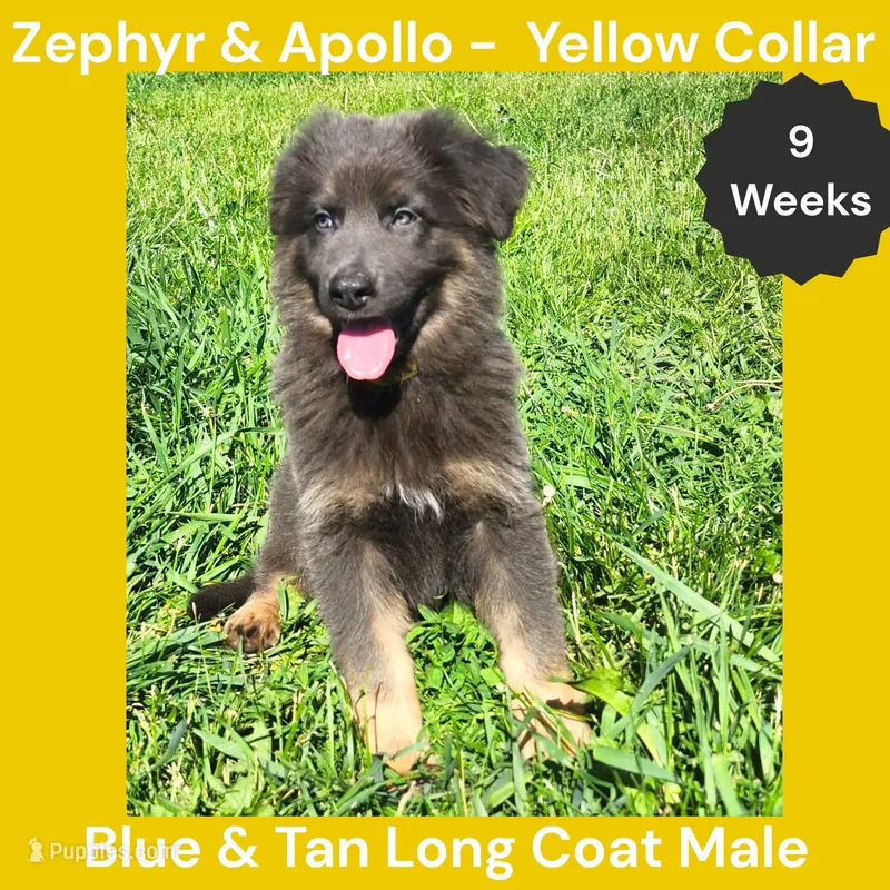 AKC Blue & Tan LH - ZA Yellow – German Shepherd Dog puppy for sale in Princeville, IL