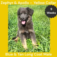 AKC Blue & Tan LH - ZA Yellow, a male German Shepherd Dog for sale in Princeville, IL – 1 of 9