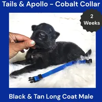 AKC Black & Tan Long Coat - TA Cobalt, a male German Shepherd Dog for sale in Princeville, IL – 2 of 3