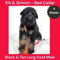 AKC Black & Tan Long Coat - KG Red, a male German Shepherd Dog for sale in Princeville, IL – 6 of 9