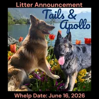 AKC Black Long Coat - TA Gray, a male German Shepherd Dog for sale in Princeville, IL – 3 of 3