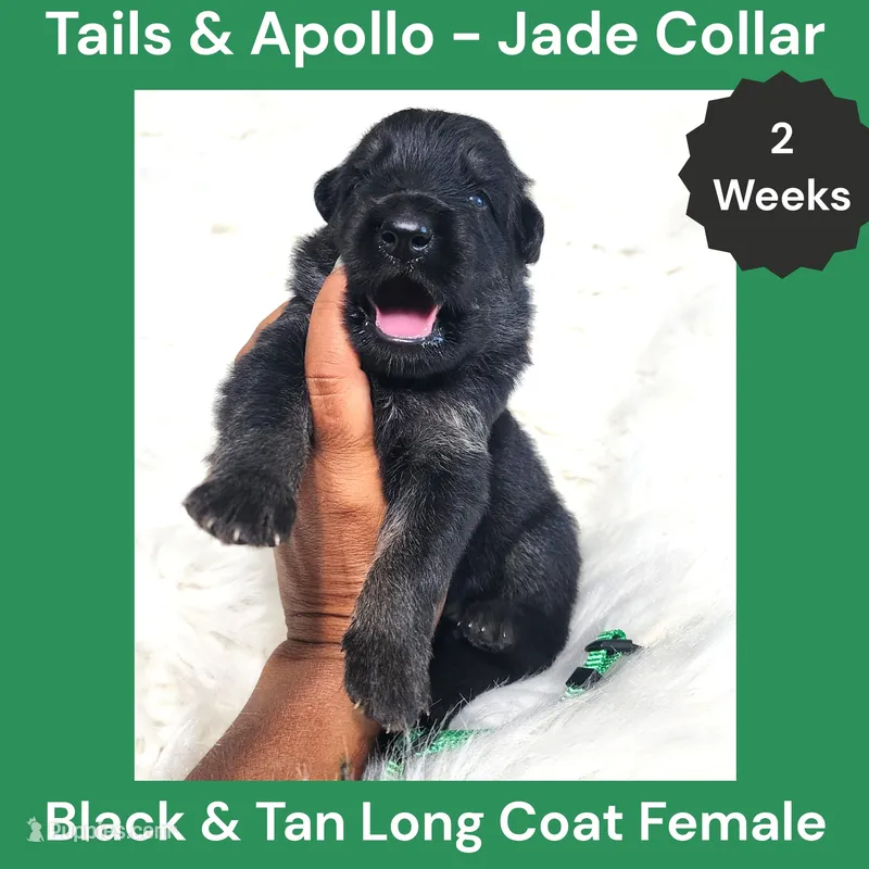 AKC Black & Tan Long Coat - TA Jade – German Shepherd Dog puppy for sale in Princeville, IL