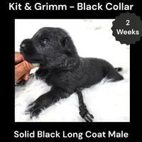 AKC Black Long Coat - KG Black, a male German Shepherd Dog for sale in Princeville, IL – 2 of 3