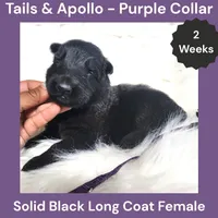 AKC Black Long Coat - TA Purple, a female German Shepherd Dog for sale in Princeville, IL – 2 of 3
