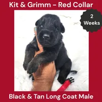 AKC Black & Tan Long Coat - KG Red, a male German Shepherd Dog for sale in Princeville, IL – 1 of 3
