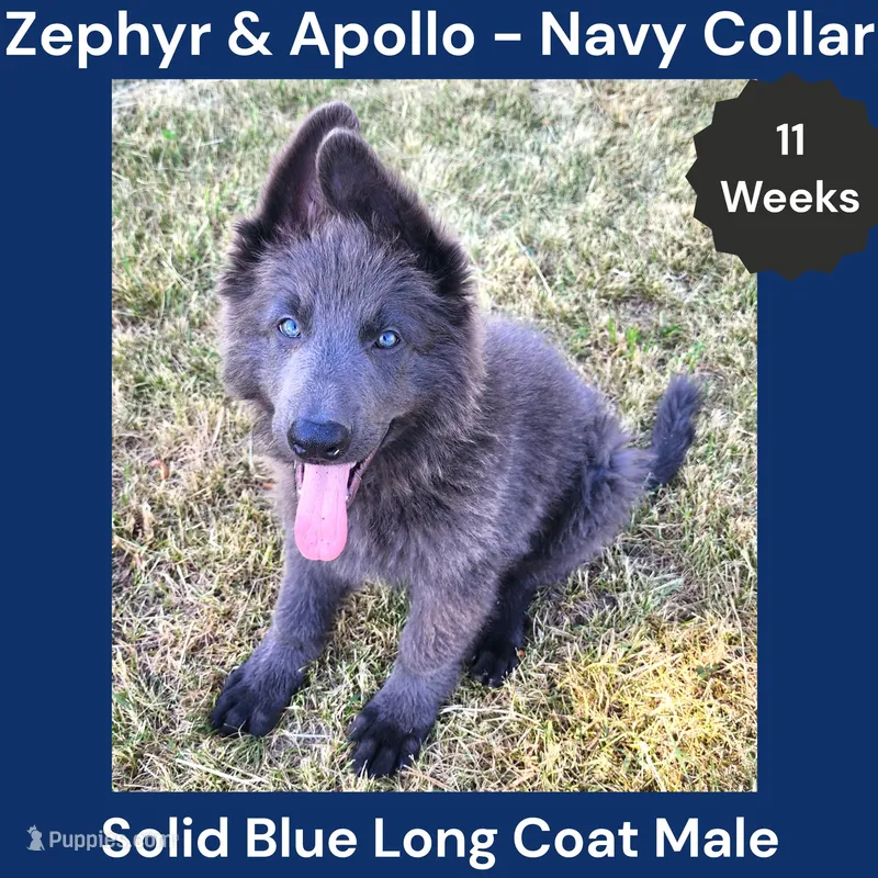 AKC Blue LH - ZA Navy – German Shepherd Dog puppy for sale in Princeville, IL