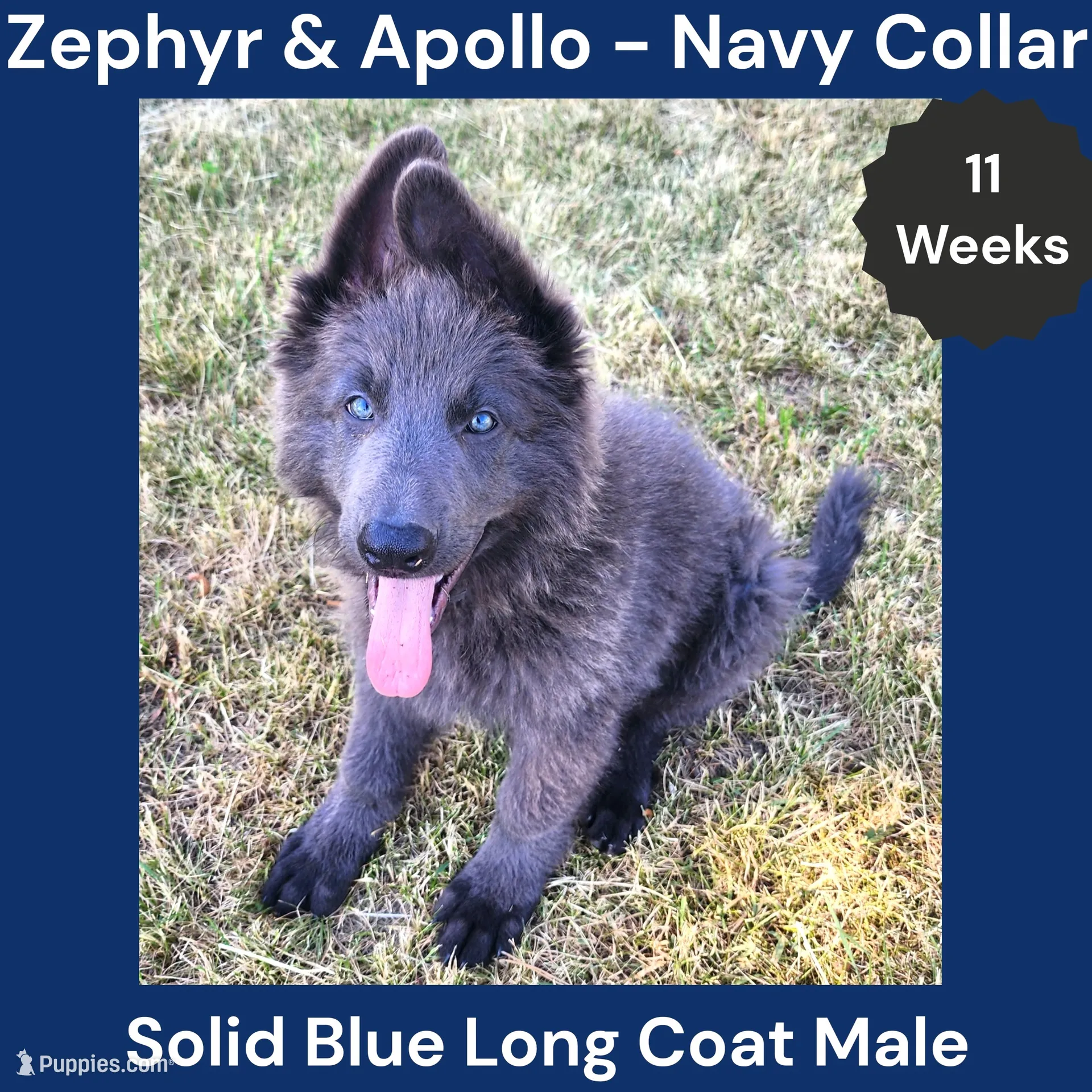 AKC Blue LH - ZA Navy – German Shepherd Dog Puppy for Sale