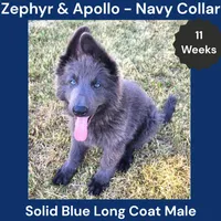 AKC Blue LH - ZA Navy, a male German Shepherd Dog for sale in Princeville, IL – 1 of 10