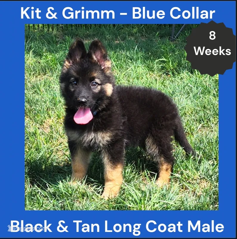 AKC Black & Tan Long Coat - KG Blue – German Shepherd Dog puppy for sale in Princeville, IL