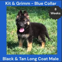AKC Black & Tan Long Coat - KG Blue, a male German Shepherd Dog for sale in Princeville, IL – 1 of 8
