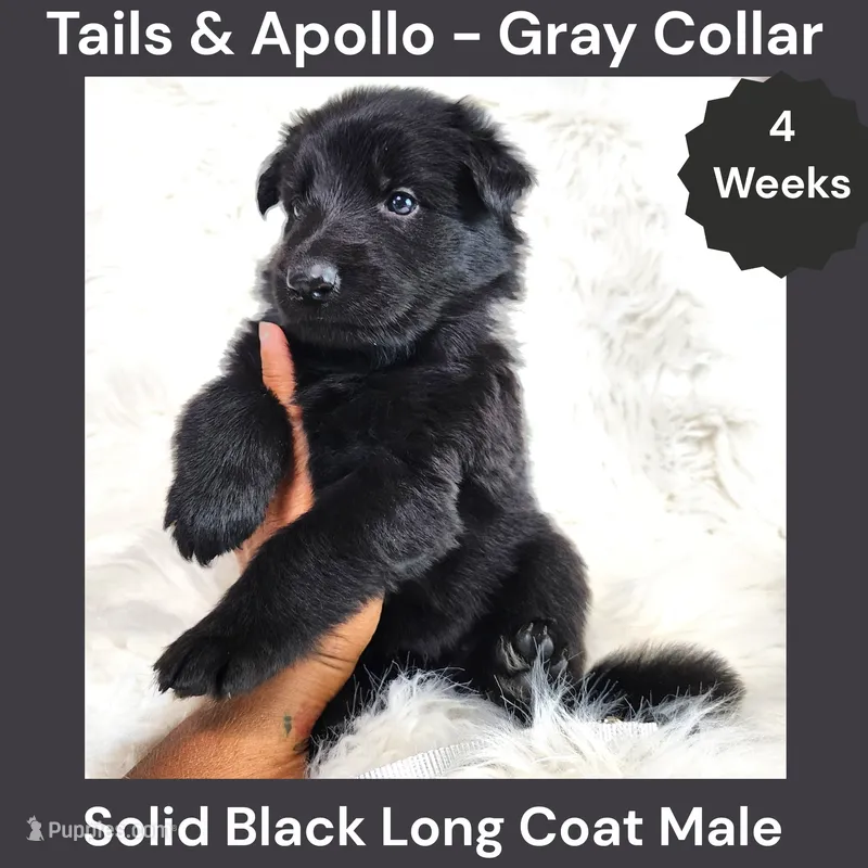 AKC Black Long Coat - TA Gray – German Shepherd Dog puppy for sale in Princeville, IL