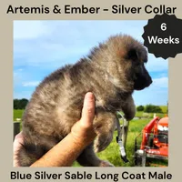 AKC Blue Silver Sable Long Coat - AE Silver, a male German Shepherd Dog for sale in Princeville, IL – 3 of 5