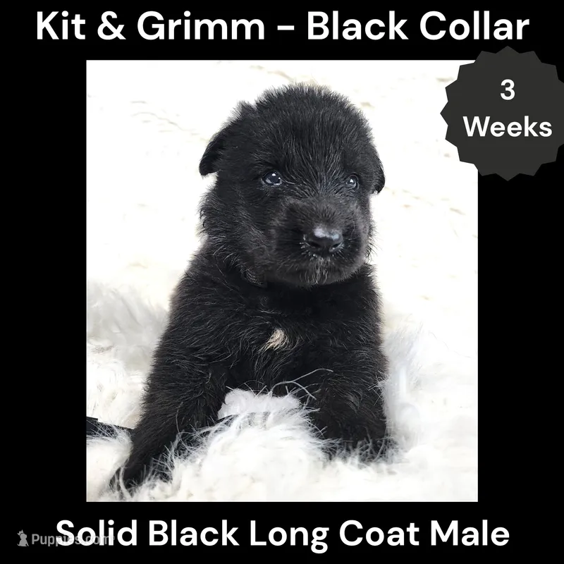 AKC Black Long Coat - KG Black – German Shepherd Dog puppy for sale in Princeville, IL