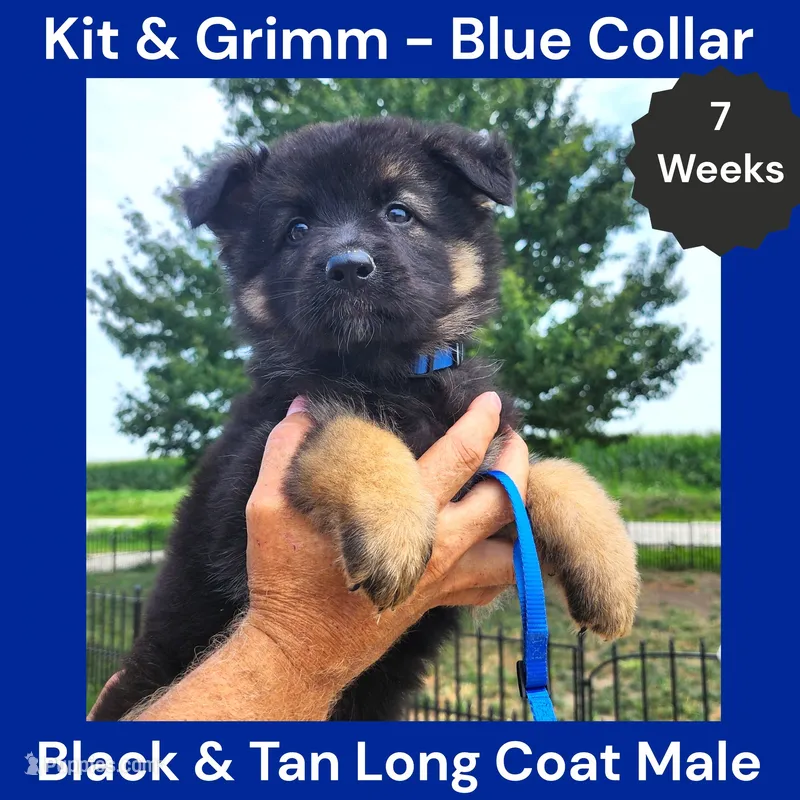 AKC Black & Tan Long Coat - KG Blue – German Shepherd Dog puppy for sale in Princeville, IL