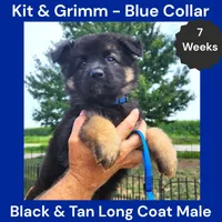AKC Black & Tan Long Coat - KG Blue, a male German Shepherd Dog for sale in Princeville, IL – 4 of 8