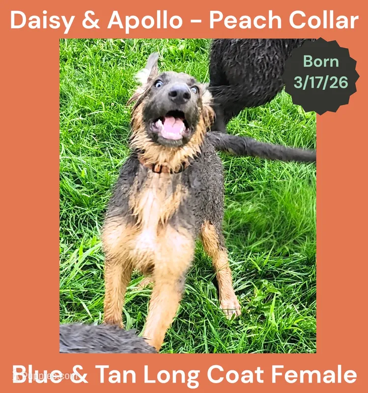 AKC Blue & Tan LH - DA Peach – German Shepherd Dog puppy for sale in Princeville, IL