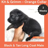 AKC Black & Tan Long Coat - KG Orange, a male German Shepherd Dog for sale in Princeville, IL – 2 of 3