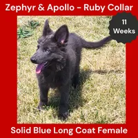 AKC Blue LH - ZA Ruby, a female German Shepherd Dog for sale in Princeville, IL – 2 of 10