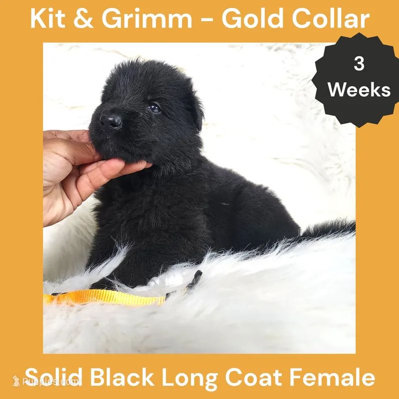 AKC Black Long Coat - KG Gold – German Shepherd Dog puppy for sale in Princeville, IL
