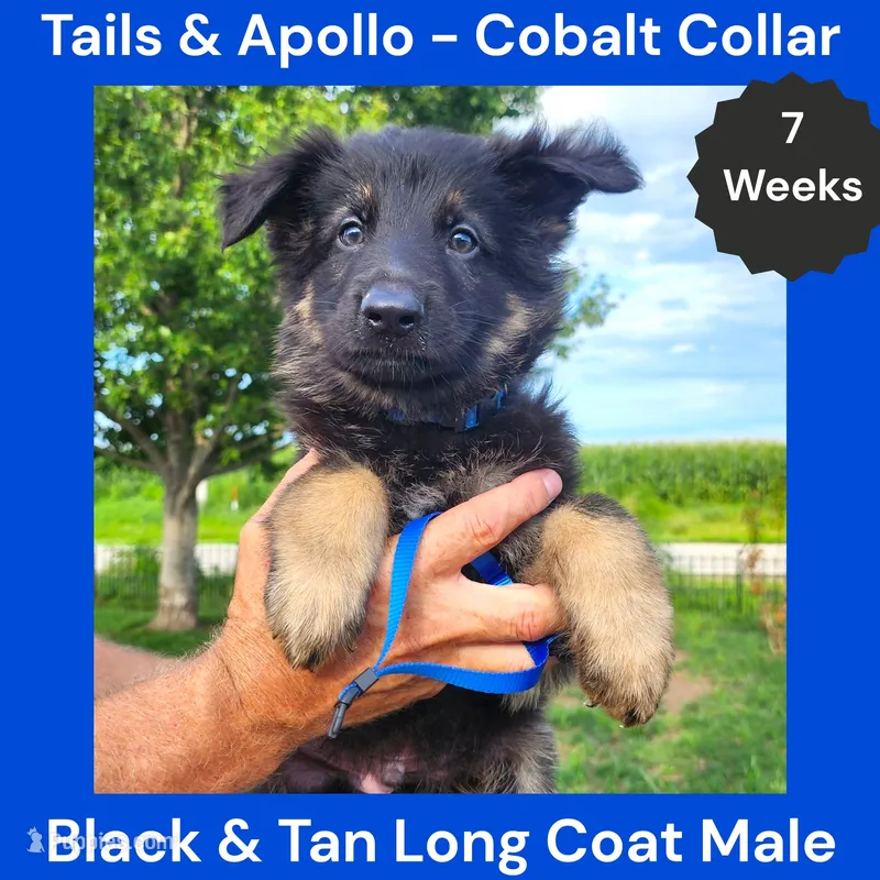 AKC Black & Tan Long Coat - TA Cobalt – German Shepherd Dog puppy for sale in Princeville, IL