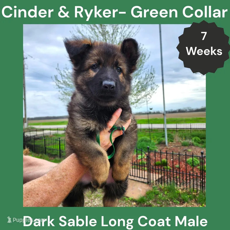 AKC D. Sable LH - CR Green – German Shepherd Dog puppy for sale in Princeville, IL