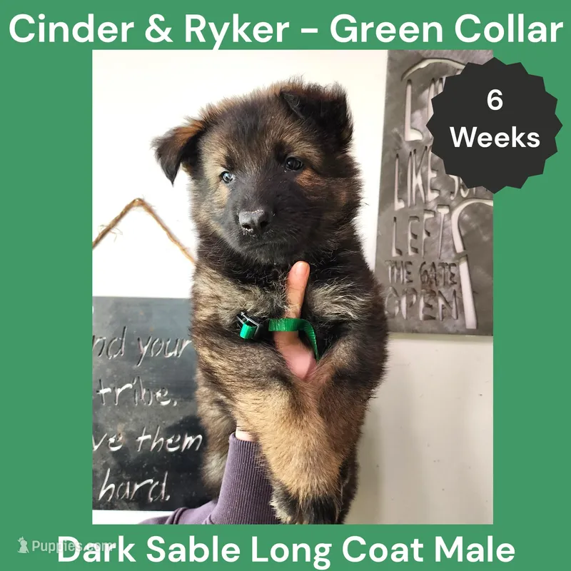 AKC D. Sable LH - CR Green – German Shepherd Dog puppy for sale in Princeville, IL