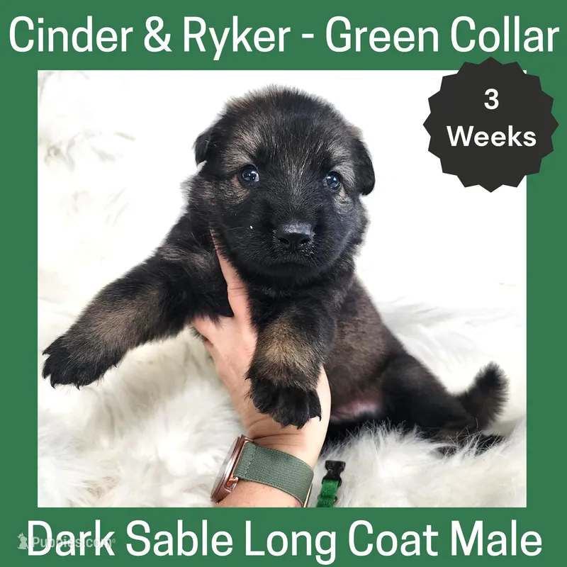 AKC D. Sable LH - CR Green – German Shepherd Dog puppy for sale in Princeville, IL