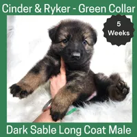 AKC D. Sable LH - CR Green, a male German Shepherd Dog for sale in Princeville, IL – Photo 2 of 6