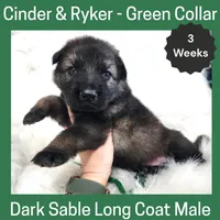 AKC D. Sable LH - CR Green, a male German Shepherd Dog for sale in Princeville, IL – Photo 4 of 6