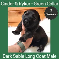 AKC D. Sable LH - CR Green, a male German Shepherd Dog for sale in Princeville, IL – Photo 1 of 4