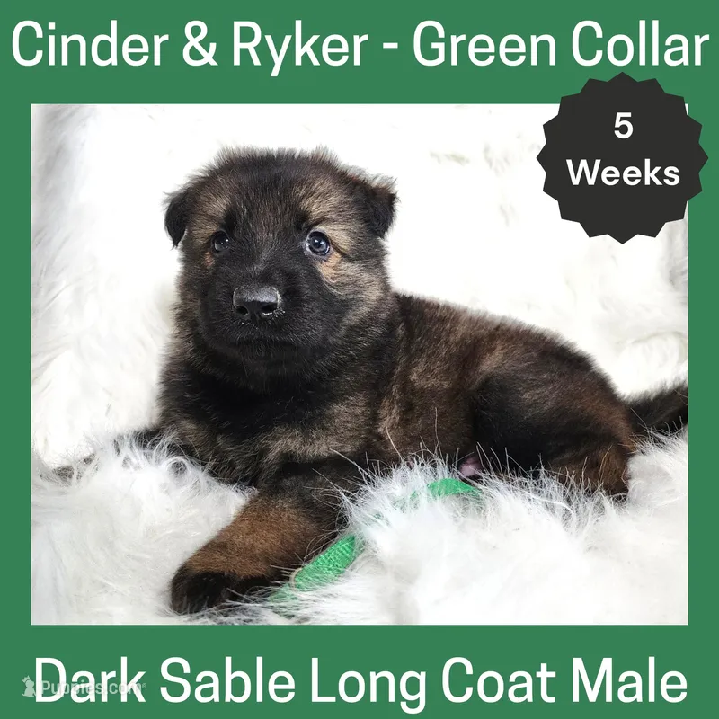 AKC D. Sable LH - CR Green – German Shepherd Dog puppy for sale in Princeville, IL