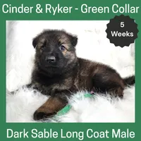 AKC D. Sable LH - CR Green, a male German Shepherd Dog for sale in Princeville, IL – Photo 1 of 6