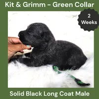 AKC Black Long Coat - KG Green, a male German Shepherd Dog for sale in Princeville, IL – 2 of 3