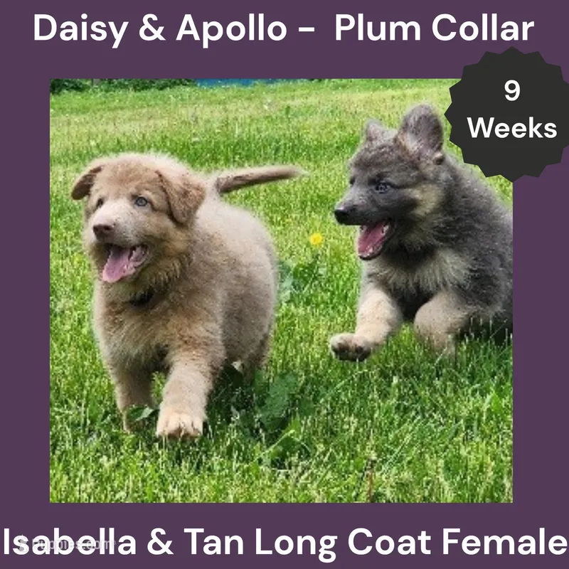 AKC Isabella&tan LH - DA Plum – German Shepherd Dog puppy for sale in Princeville, IL