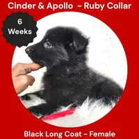 AKC Black Long Coat - CA Ruby, a female German Shepherd Dog for sale in Princeville, IL – 6 of 9