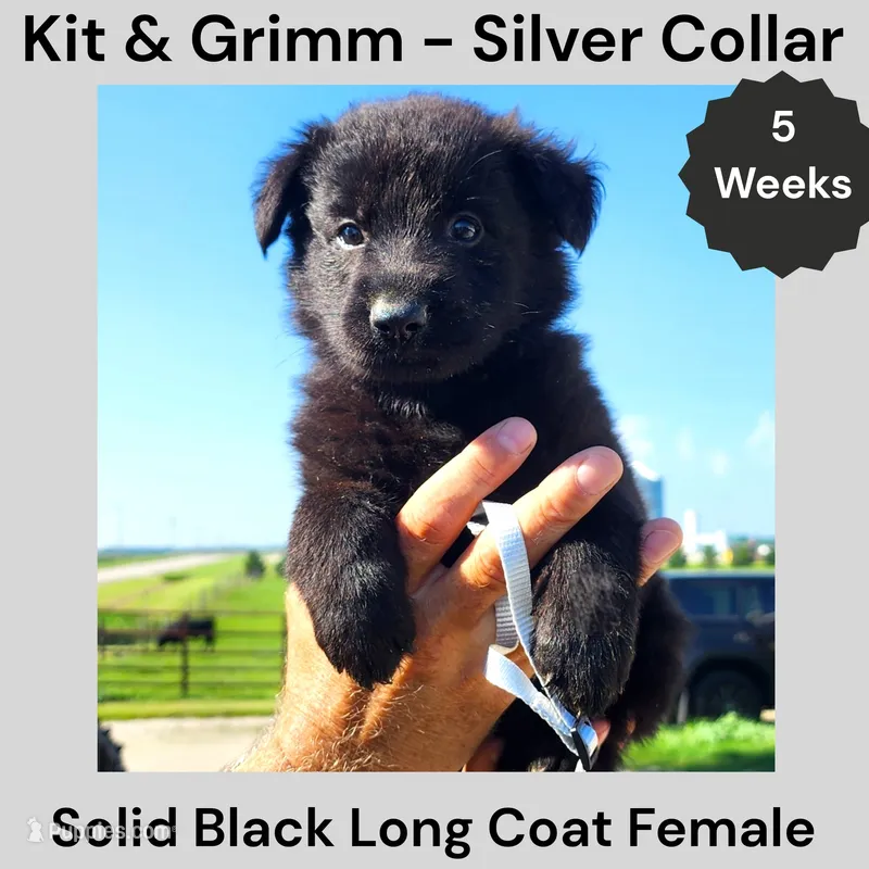 AKC Black Long Coat - KG Silver – German Shepherd Dog puppy for sale in Princeville, IL