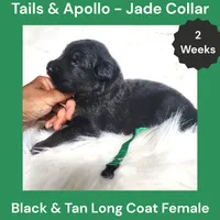 AKC Black & Tan Long Coat - TA Jade, a female German Shepherd Dog for sale in Princeville, IL – 2 of 3