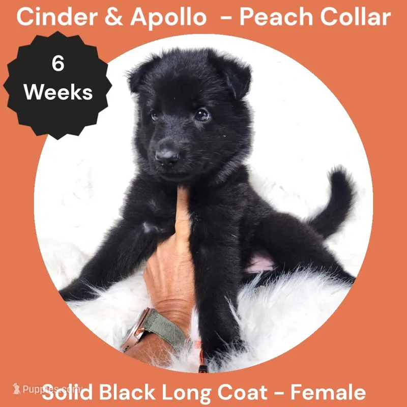 AKC Black Long Coat - CA Peach – German Shepherd Dog puppy for sale in Princeville, IL
