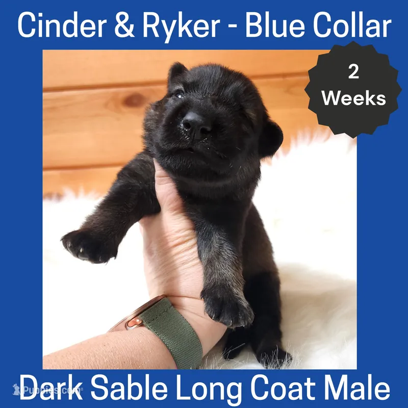 AKC D. Sable LH - CR Blue – German Shepherd Dog puppy for sale in Princeville, IL