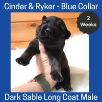 AKC D. Sable LH - CR Blue, a male German Shepherd Dog for sale in Princeville, IL – Photo 1 of 4