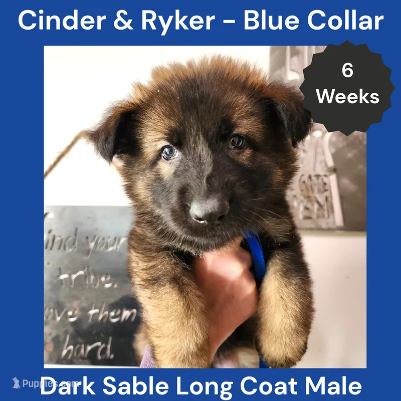 AKC D. Sable LH - CR Blue – German Shepherd Dog puppy for sale in Princeville, IL